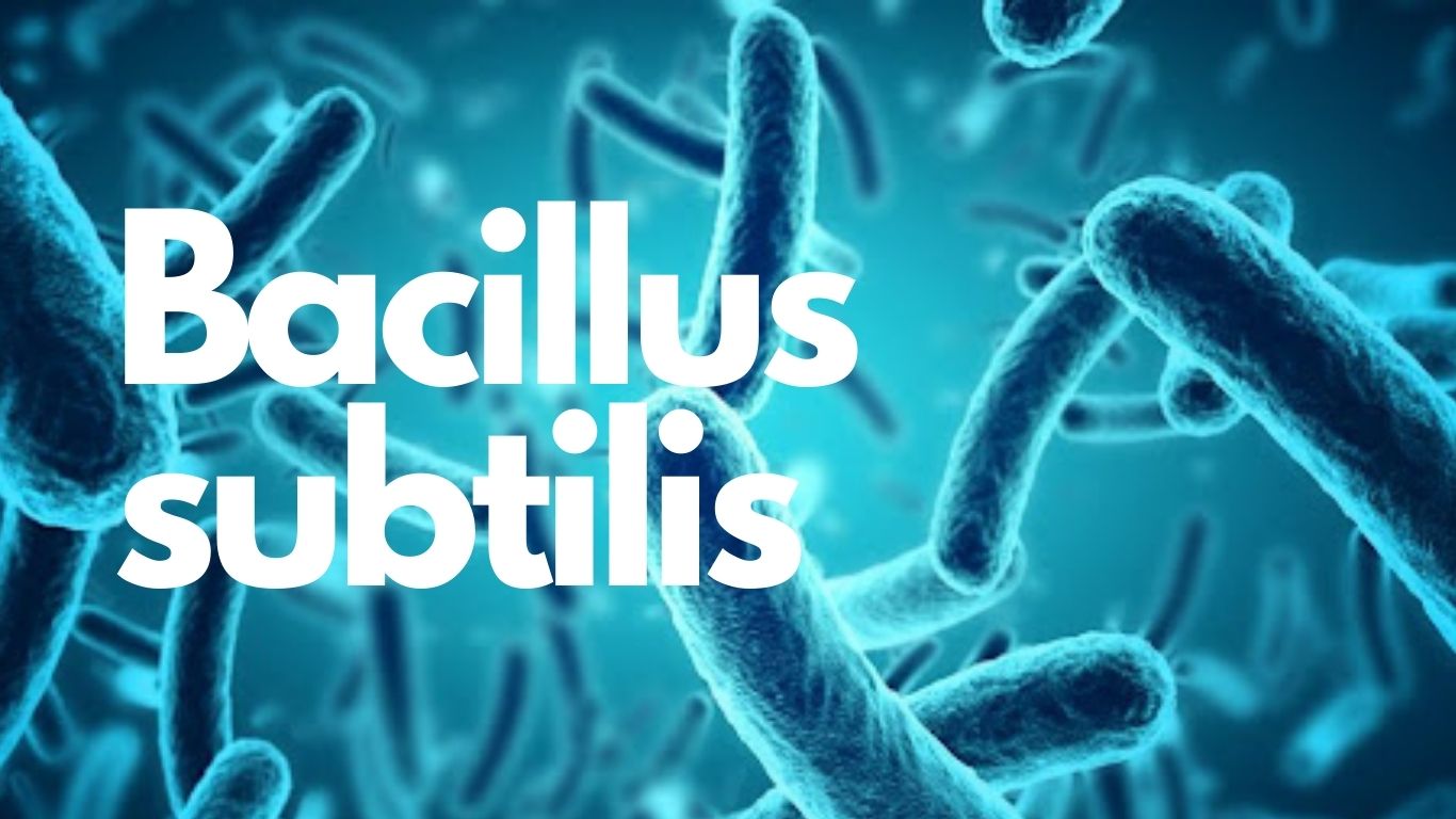 Bacillus subtilis (2).jpg